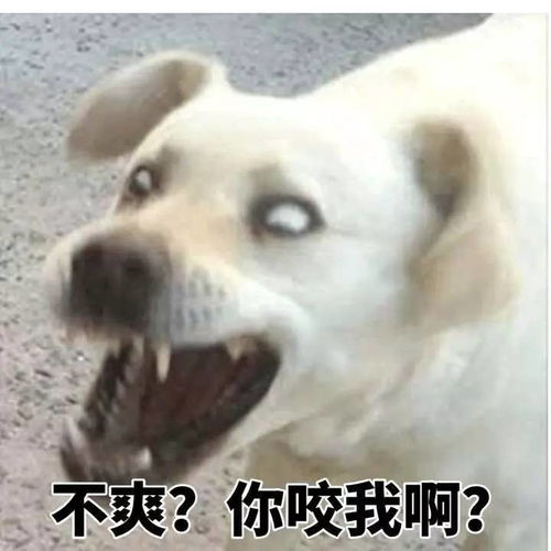 父亲节好去处,惊现汕头新晋jin水上乐园