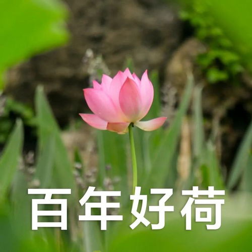 想被妈妈夸,赶快转给她