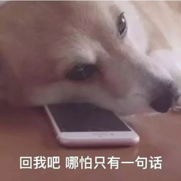 咬拖鞋表情包图片