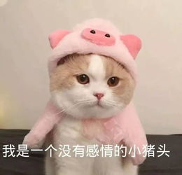 表情包丨亲亲建议您少bb两句呢