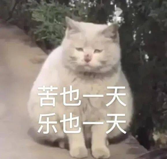抖音最新套路表情包