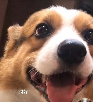 心心念念的小柯基的可爱表情包