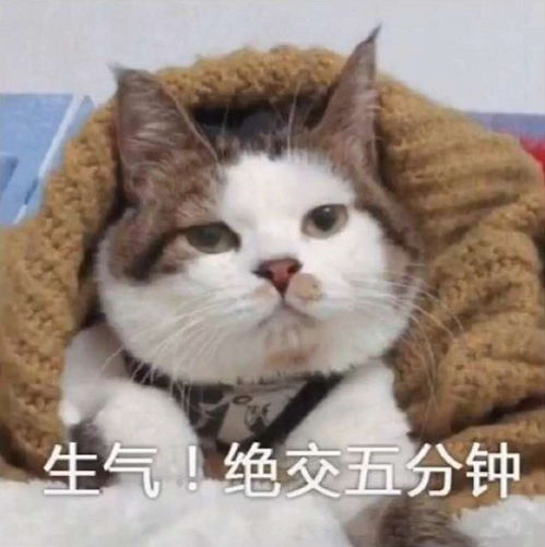 表情适合发给对象的搞笑表情包,情敌见了被气哭,网友我丢,难搞哦表情