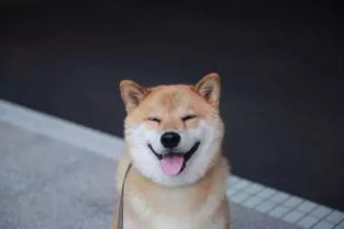 大家的表情包去世了