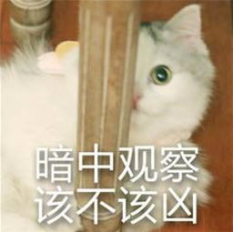 90后看老总东风启辰周先鹏,内含披着羊皮的创业基因
