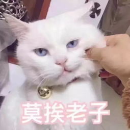 假新闻表情包表情包