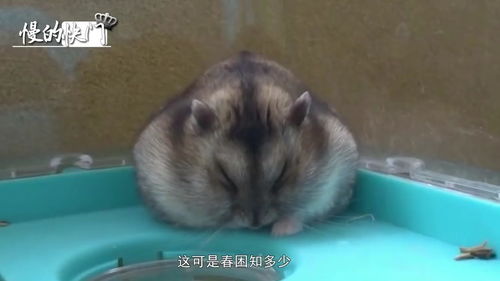 春困知多少,动物也难逃,超萌表情秀