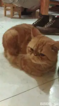 波斯猫卖8个月大加啡猫香港宠物资讯88db服务平台