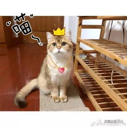 一只自带眼线的橘猫这自带妆感的大眼睛,很妖艳咯