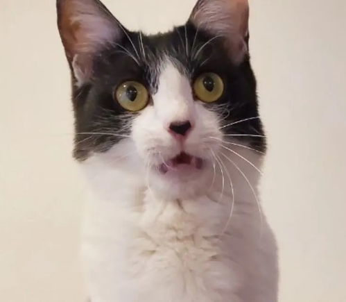 这只奶牛猫的表情简直有毒,我笑到满地找头