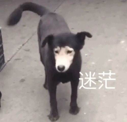 超搞笑表情包不笑你打我记得保存哦