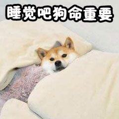 超级可爱的萌宠表情包,宠控一定会喜欢