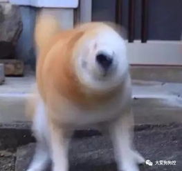 千万别惹柴犬,逼急了人家可是会柴头钻的