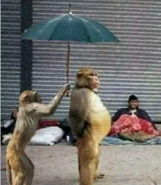 你迷恋的猴子表情包,可能涉嫌虐待动物