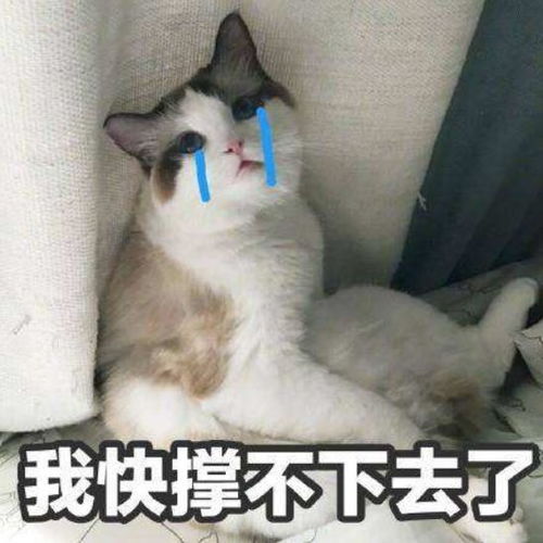 热议丨澳洲移民进入满分时代留学生还能留下来吗