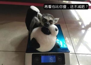 来看看动物园的这群戏精新晋表情包,简直不要太萌哦