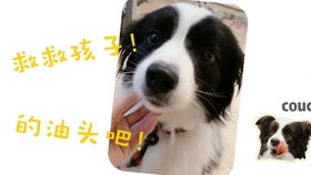 狗听音乐表情包猫狗