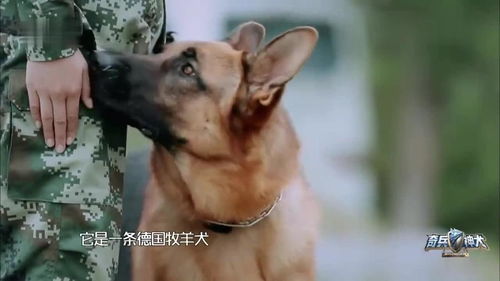 张馨予向小朋友自我介绍,语气表情都超可爱,难怪何捷喜欢她