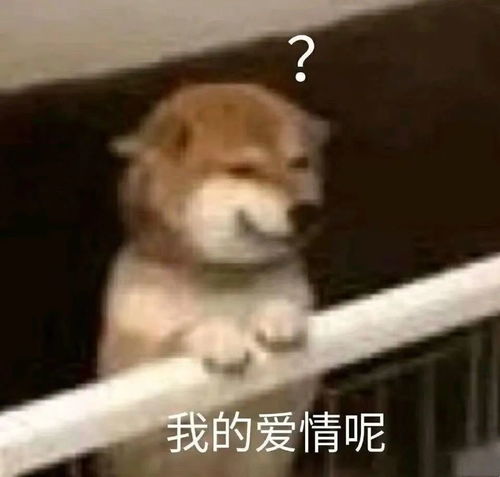 马超表情包别动沙雕