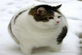 世界上最胖的猫世界最肥的十只猫胖到没朋友