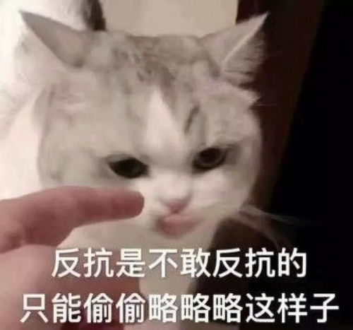 版本差异行情ios13ipados装机量公布android各版本差异大