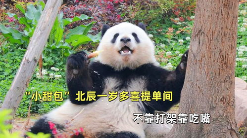 小甜包北辰,一岁多就喜提单间,不靠打架靠吃嘴