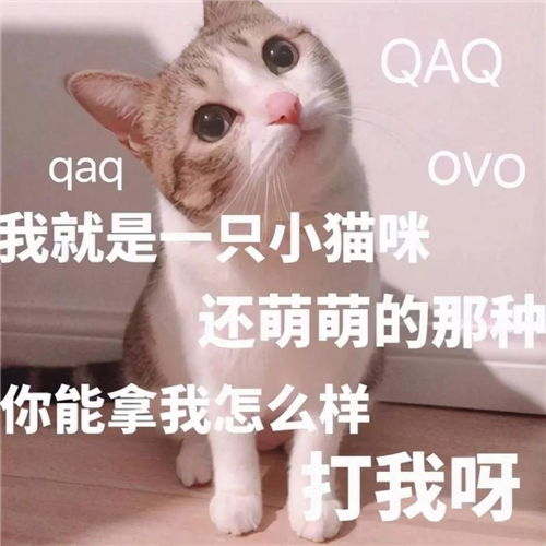 可爱沙雕表情包零下几度,可别冻坏了我的宝贝