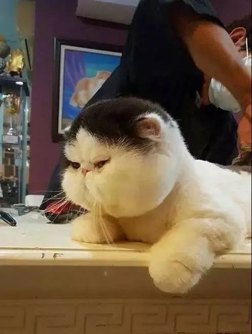 发现丑的猫都有一个特点长得像人