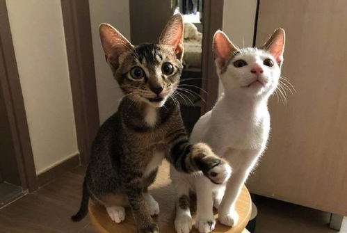 网友回到家猫咪不理不睬,拿出一块肉后,猫咪的表情堪比变脸