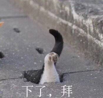 萌宠表情包哇的一声哭了出来