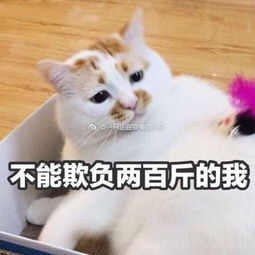 萌贱猫咪带文字表情包,聊天必备,走起