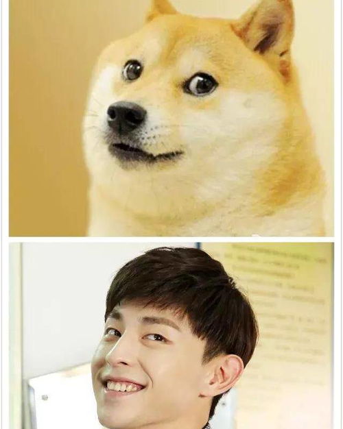盘点那些撞脸柴犬的男明星们拥有柴犬就拥有了整个娱乐圈