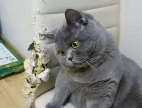 不要催在做了表情包蓝猫