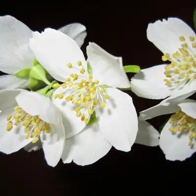 好看的微信花朵图像,清新淡雅的茉莉花图片