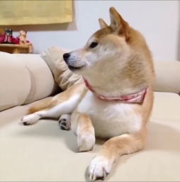 doge神烦狗