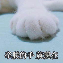 猫咪表情包牵朕的手,就现在