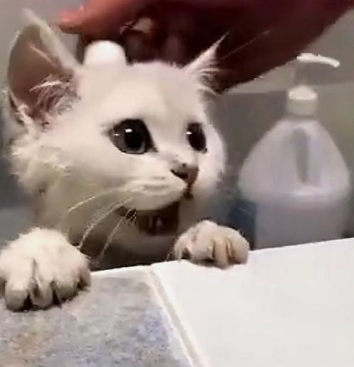 小猫咪洗澡时,表情严肃下一秒懵圈,早就和你说过洗澡时要抓紧我
