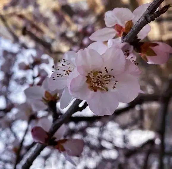 摄影人最爱的这种花已经在天津开了700多年