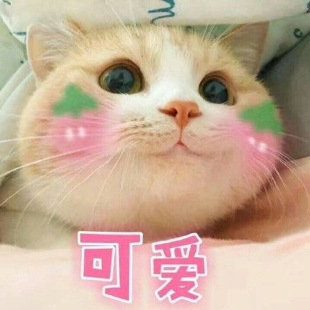 一波可爱猫星人表情包