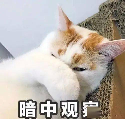猫的表情包卖萌scp-173