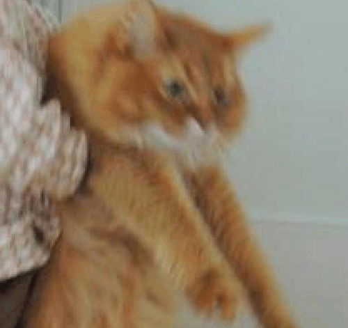 妈妈要给猫咪减肥,女儿不同意,谁碰它就跟谁翻脸