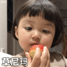 罗熙骂人表情包动图合集笨蛋,大猪头