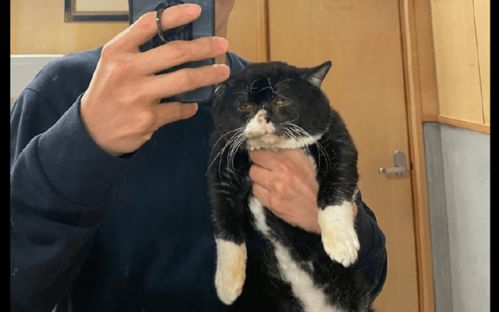 主人抱着猫咪自拍,它一副不耐烦的表情你拍够了没我要睡觉