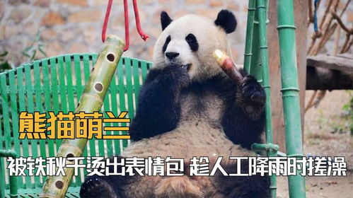 被铁秋千烫出表情包,趁人工降雨时搓澡,熊猫萌兰到底有多会整活