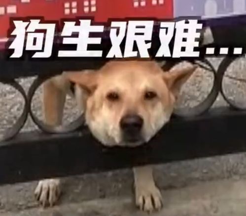 哭笑不得上海一狗狗太顽皮,狗头卡在铁门里就在这关键时刻