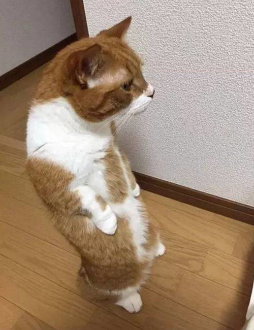 猫咪站立起来照镜子,看到主人给它拍照,立马展现少女般的尴尬