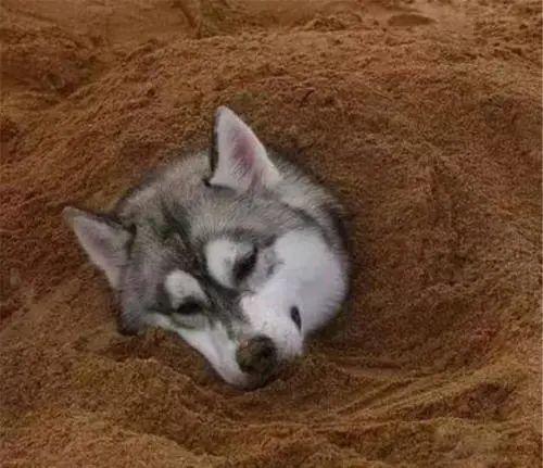 雪橇三傻谁最傻,你猜对了嘛