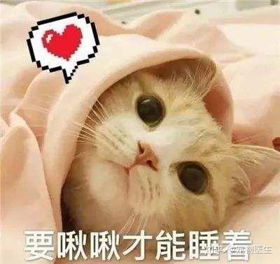 猫咪怀孕注意什么猫咪孕期常见问题有哪些