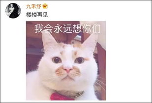 我今天还在用的表情包,它昨天去世了