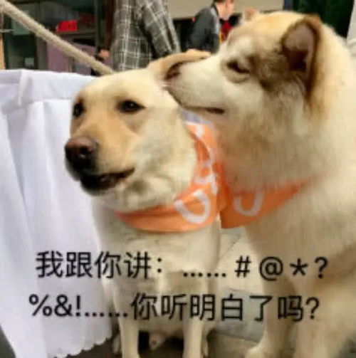 谁能给我解释下这是啥意思,万分感谢